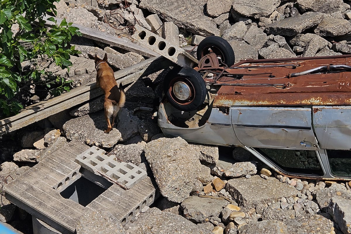 El “juego” de los perros rescatistas entrenados para encontrar a desaparecidos como los del derrumbe del edificio de las Hileras