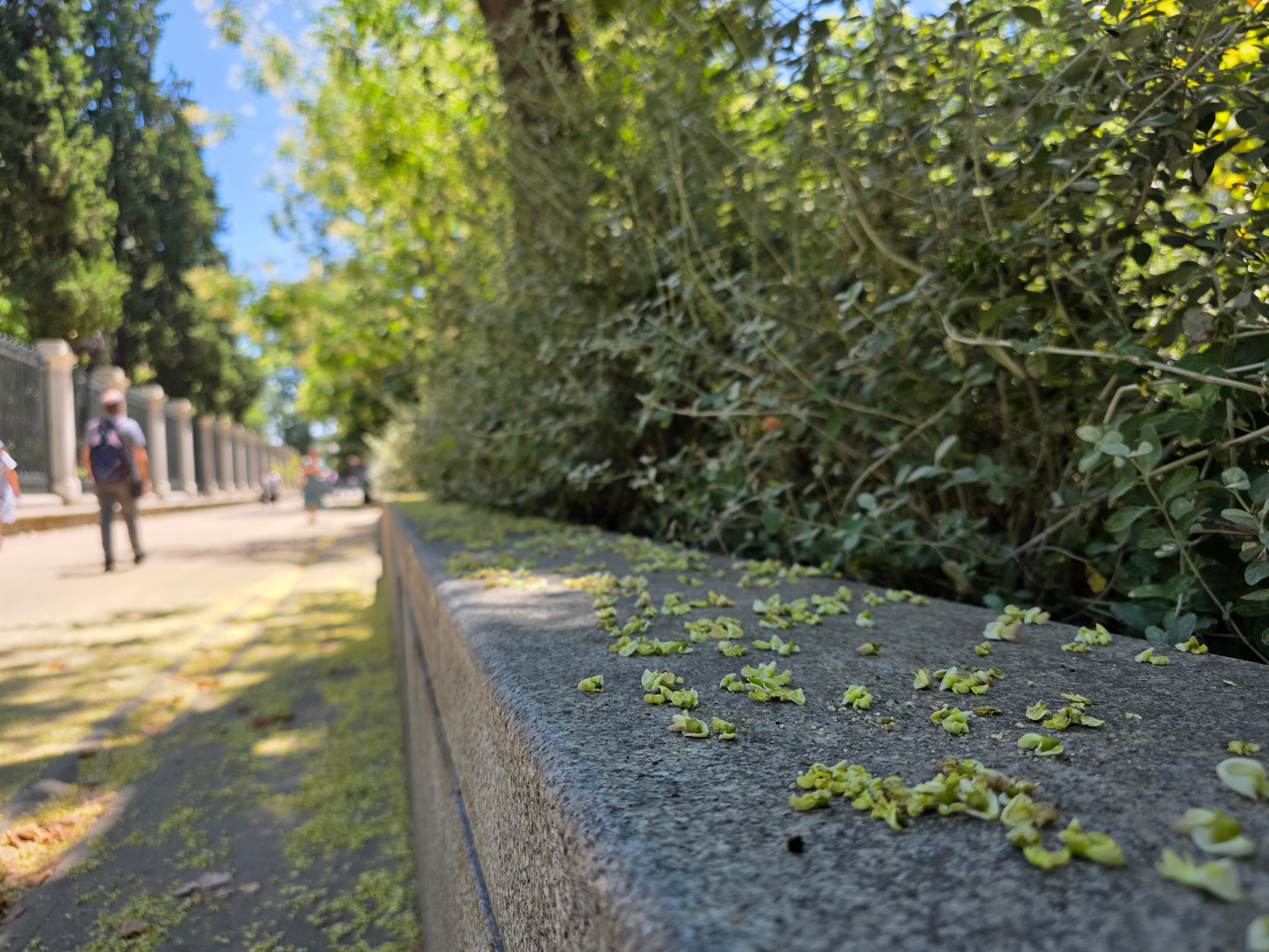 Florecitas del árbol de las pagodas sobre las calles madrileñas.