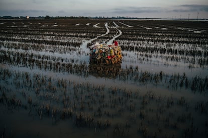 Bala de plástico prensado en una planta de tratamiento de residuos, en medio de un arrozal de la Albufera.