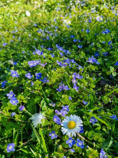 Verónicas floreciendo en el parque de la Quinta de Fuente del Berro.