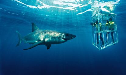 Buceo con tiburones blancos en Gansbaai, Sudáfrica.