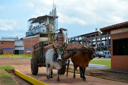 Muchos productores todavía llevan su caña a la fábrica en carros tirados por bueyes. Es de las pocas que todavía conservan este método. En la época de cosecha llegan entre 70 y 80 carretas diarias.
