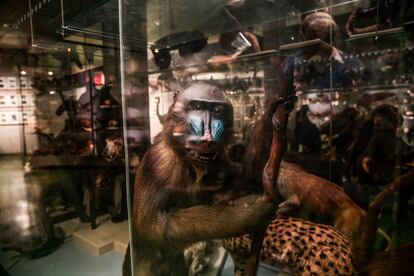 Vitrina de los almacenes del Museo Nacional de Ciencias Naturales en su sede de Madrid.