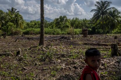 La desolación lo invade todo. Pueblo a pueblo, el departamento de Izabal es un conjunto de casas destartaladas, cultivos muertos y miradas tristes. Los niños son los únicos que le devuelven algo de alegría a la zona. A Catalina Ramírez, madre de tres, se le hace todo cuesta arriba. "No sé qué será del futuro de mis niños", cuenta. Dos de ellos, Jefferson y Elmer, emigraron a Estados Unidos.