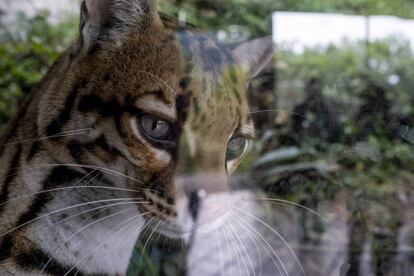 Un tigrillo improntado –que se considera humano y no animal– a causa de varios años en manos de traficantes de especies exótigas, en el Bioparque La Reserva, en Cota, Bogotá.