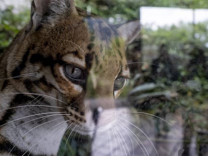 Un tigrillo improntado –que se considera humano y no animal– a causa de varios años en manos de traficantes de especies exótigas, en el Bioparque La Reserva, en Cota, Bogotá.