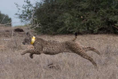 Liberación al medio natural de un ejemplar de lince ibérico, encaminada a reforzar las población de este felino en la zona de Doñana-Aljarafe, en 2018.