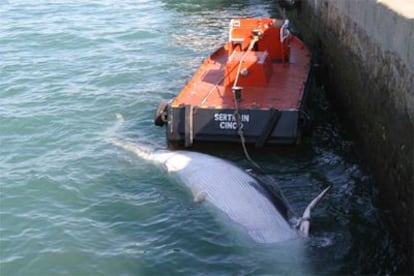 El ejemplar de <i>rorcual común</i>, amarrado a un remolcador en el muelle Marques de Comillas de Cádiz.