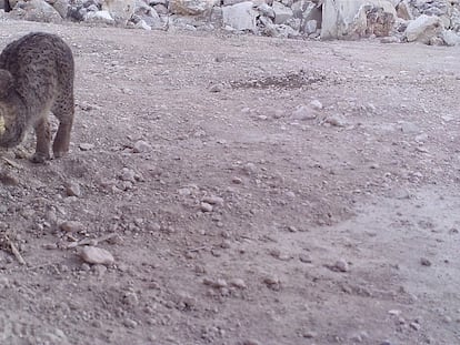 El lince 'Lucero' en una cantera de Albacete.