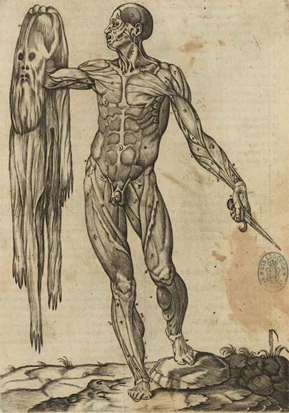 Grabado de la 'Historia de la composición del cuerpo humano' de Juan Velarde, en 1556.