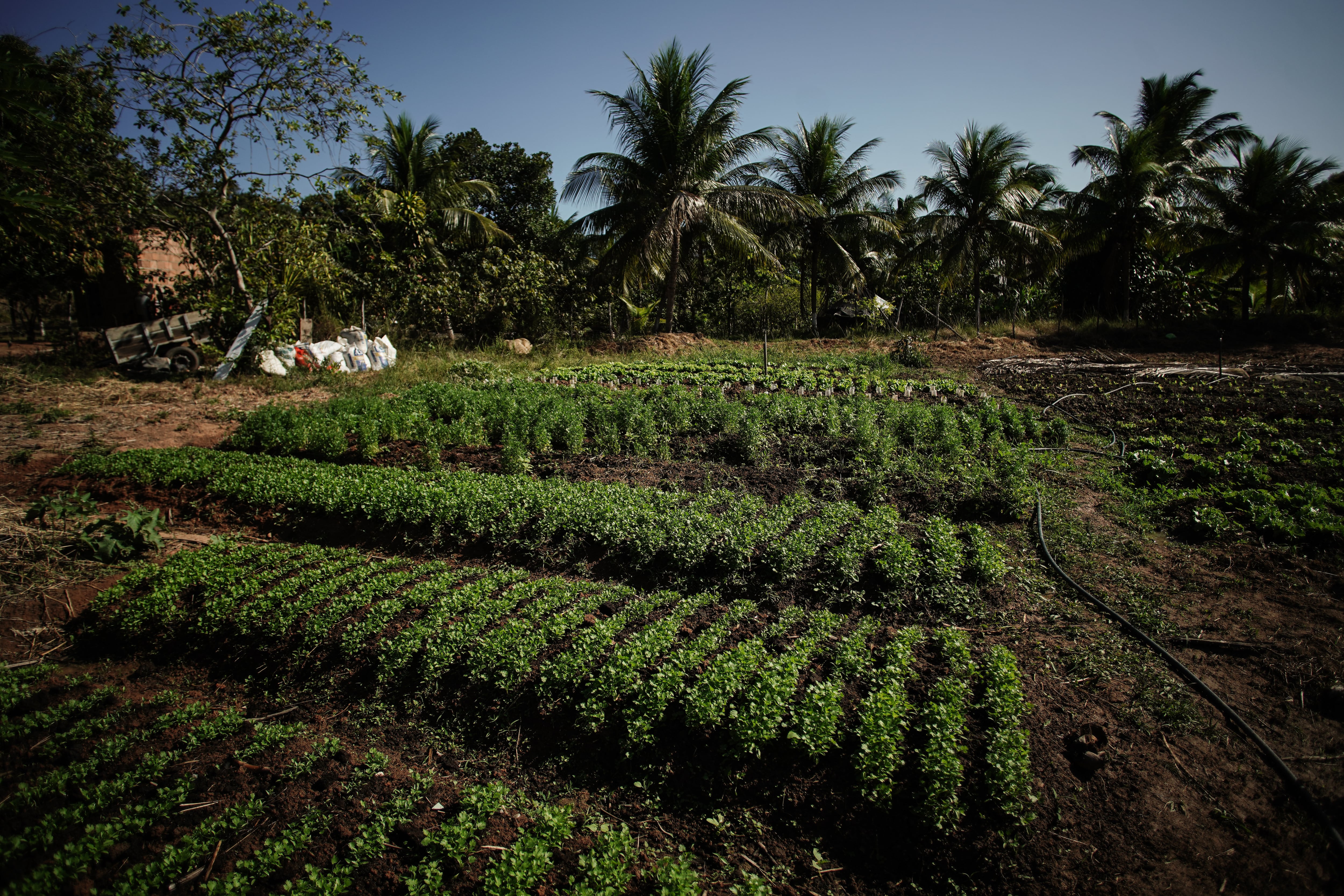 Los cultivos de Sandra Gomes dos Reis y su familia en Río Formoso (Pernambuco). Gracias a las ayudas públicas y las compras gubernamentales han logrado aumentar la producción, una renta estable y una dieta más rica y variada.