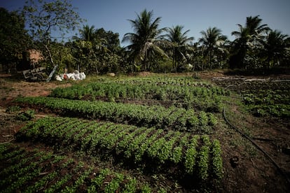 Los cultivos de Sandra Gomes dos Reis y su familia en Río Formoso (Pernambuco). Gracias a las ayudas públicas y las compras gubernamentales han logrado aumentar la producción, una renta estable y una dieta más rica y variada.