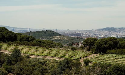 Barcelona des de les vinyes d'Alta Alella.