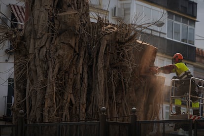 Un operario del Ayuntamiento, durante la tala final del ficus de la calle San Jacinto, en Sevilla.
