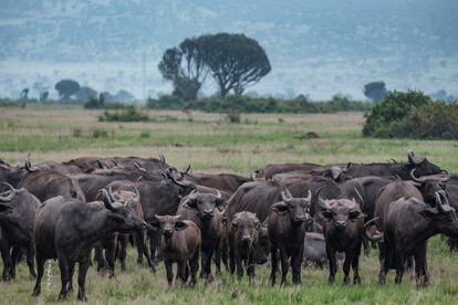 Una manada de bfalos cafres mira a los guardabosques. Son unos animales pertinaces e impredecibles, pero ahora estn a 50 metros de distancia, demasiado lejos para que representen una amenaza importante. Los bfalos han detenido todos sus movimientos. Estn paralizados, con sus cabezas giradas en la direccin de los humanos. Permanecen de esta manera un buen rato.