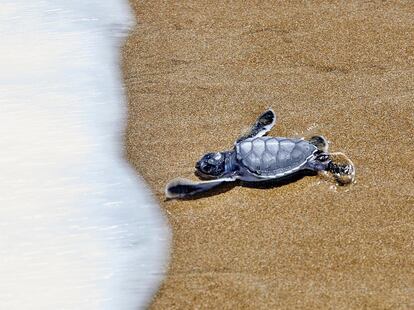 Tortuga laúd en Manabí, Ecuador