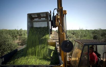 Recogida de la aceituna en Mor&oacute;n de la Frontera (Sevilla)