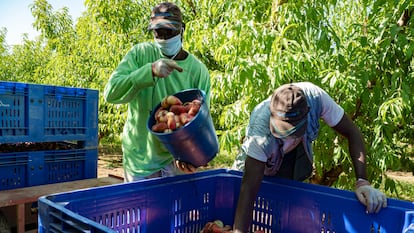 Trabajadores en una explotación agrícola de Torres del Segre, recogiendo paraguayos, el pasado mes de julio.