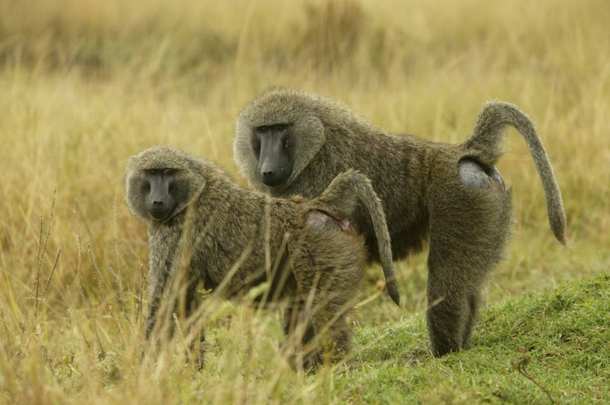 El tabú de la amistad entre los animales, una ventaja evolutiva que no ...