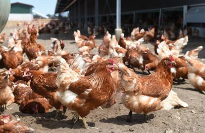 Unas gallinas en una granja, en una imagen de archivo.