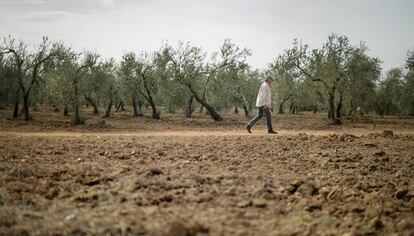 Un agricultor en un olivar a Sevilla.