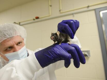 Un investigador sostiene un ratón de laboratorio.