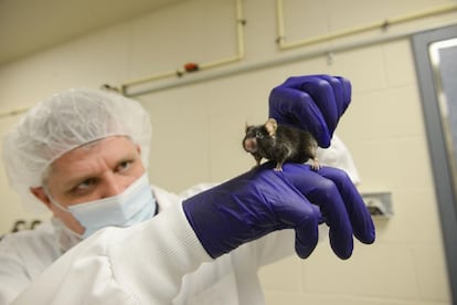 Un investigador sostiene un ratón de laboratorio.