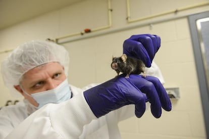 Pesquisador segura um camundongo de laboratório.