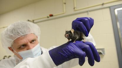 Pesquisador segura um camundongo de laboratório.