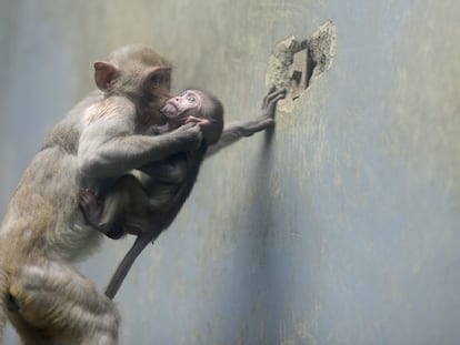 Una hembra de macaco cangrejero con una cría, en el zoológico de Chengdu, en China.