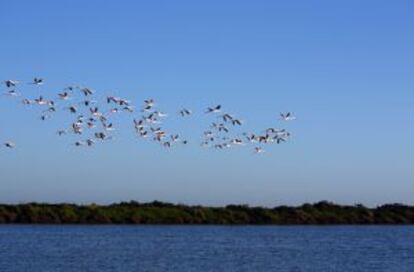 Flamencos a su paso por el Algarve, en Portugal.
