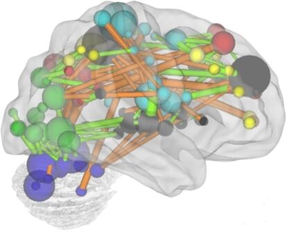 Regiones clave para determinar el grado de madurez basándose en la intensidad de conexiones entre neuronas