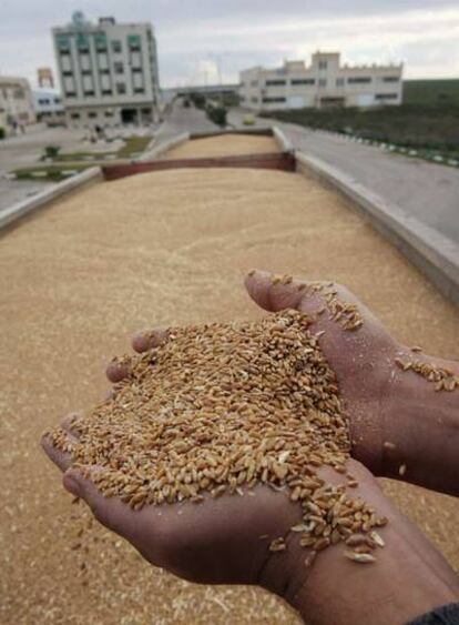 Un trabajador palestino examina el trigo recibido esta mañana en Gaza