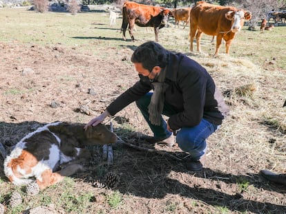 El presidente del PP, Pablo Casado, toca un ternero, durante su visita a una explotación ganadera extensiva de vacuno en Navas del Marqués (Ávila), el 14 de enero.