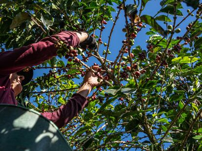 Una persona recoge frutillas de café en Fredonia, departamento de Antioquia (Colombia), el 1 de diciembre de 2021.