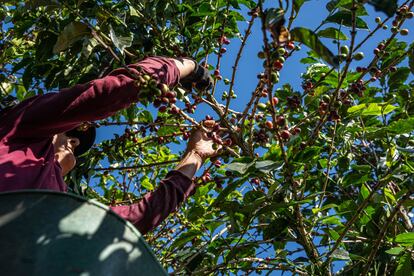 Una persona recoge frutillas de café en Fredonia, departamento de Antioquia (Colombia)