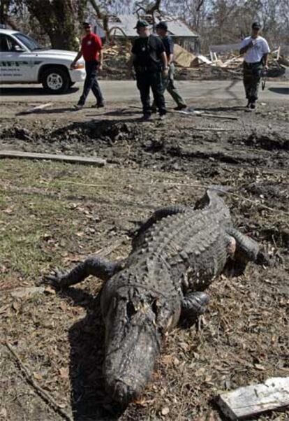 El cadáver de un caimán yace en la localidad de Bay St. Louis, en Misisipi.