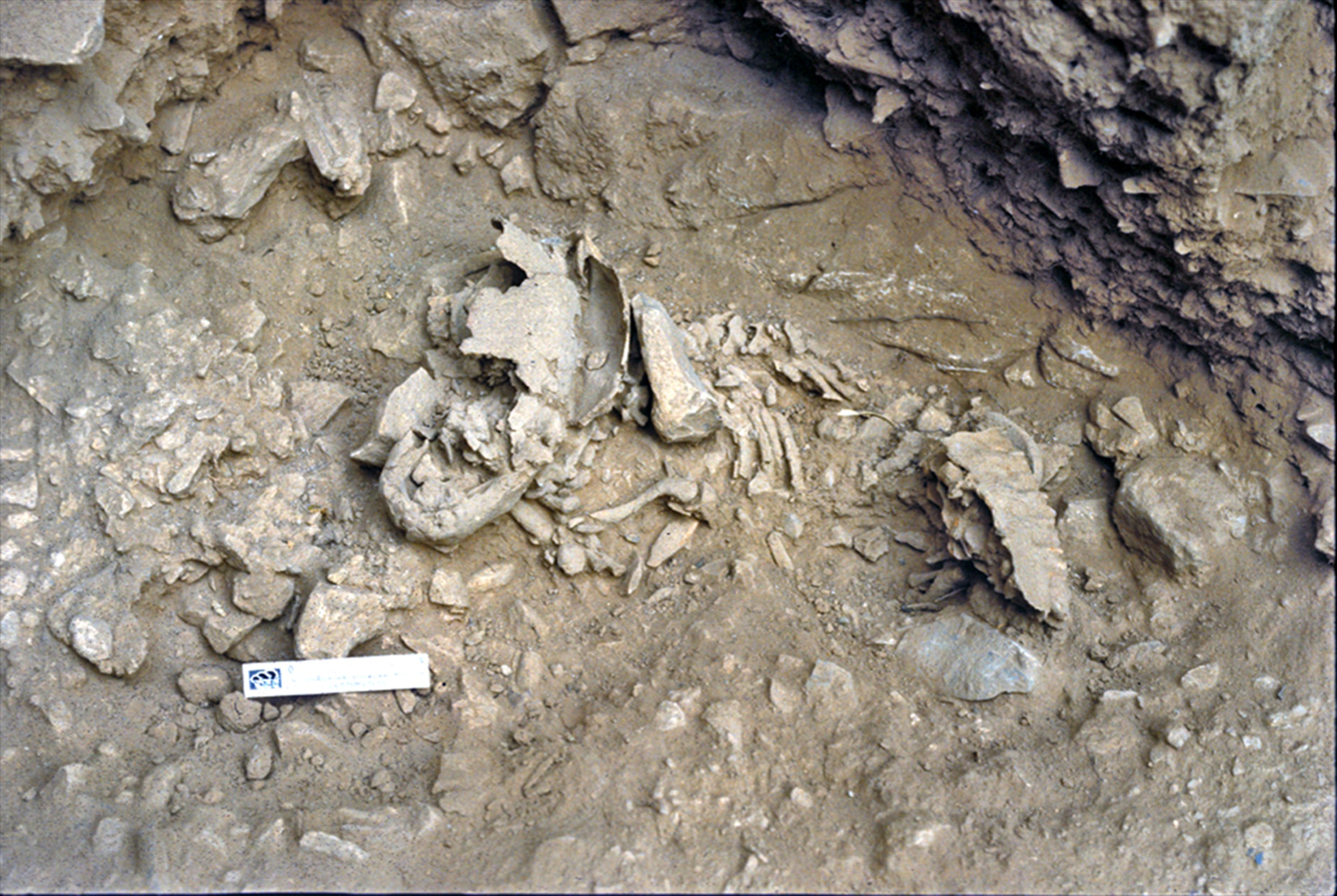 Amud 7, el bebé neandertal que muestra que se desarrollaban más rápido que los humanos modernos