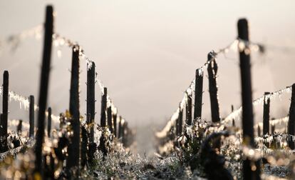 Este año los viñedos de Chablis también se encuentran bajo amenaza. Durante 2016 la cosecha fue devastada por lluvias y heladas en una época inusual. En la imagen, viñedos cubiertos de hielo.