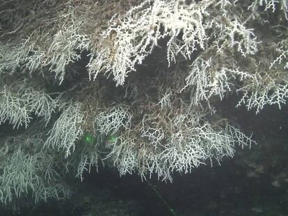 Coralls blancs de l'espècie ‘Madrepora’, al canyó de Blanes.