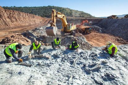 La actividad extractiva de arcilla dentro de la Concesión Minera Vega de Molla de Morella (Castellón) ha proporcionado nuevos restos de un único individuo de dinosaurio ornitópodo, cercanamente emparentado con el género Iguanodon, que habitó esta zona hace unos 125 millones de años.