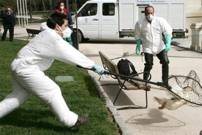 Unos operarios de <i>Madrid Salud</i> tratan de dar caza a un pato en el estanque del parque del Retiro.