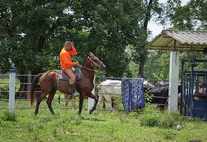 Un hombre privado de la libertad recorre uno de los potreros agrícolas de la colonia penitenciaria de Acacías, Meta, el 3 de mayo de 2024.