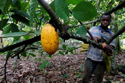 Un trabajador recolectaba una vaina de cacao en Bobia (Gagnoa, Costa de Marfil), en diciembre de 2019.