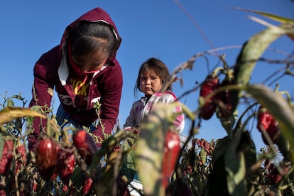 Daisy, de tres años, y su madre Macrina, de 21, recogen chile. La mayoría de jornaleros en los campos de chile de Chihuahua son rarámuri que tuvieron que abandonar la Sierra Tarahumara debido a la sequía y al crimen organizado. Sus tierras se ubican en el llamado Triángulo Dorado, feudo del narcotráfico dedicado a la tala ilegal y a la siembra de amapola y marihuana. Pincha en la imagen para ver la fotogalería completa. 