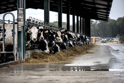 Vacas de una granja en Girona.  