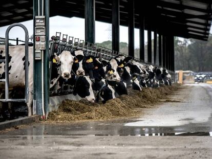 Vacas de una granja en Girona.  