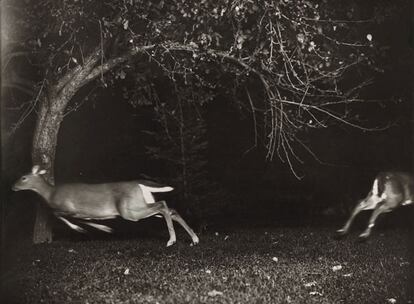 Ciervos de noche en un bosque del norte de Michigan en 1903