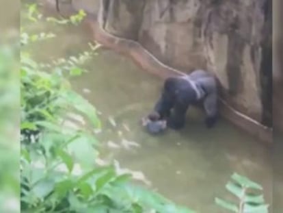 Las autoridades de Cincinnati difunden la llamada de la madre del niño que fue arrastrado por el gorila Harambe