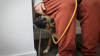 Imagen de archivo de un perro y su dueño esperando turno en una veterinaria.
